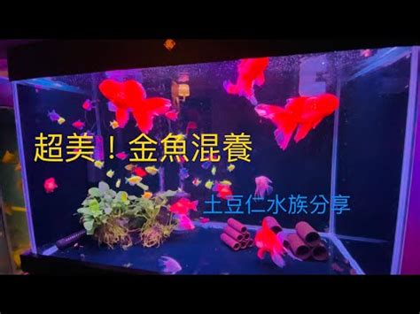 金魚可以跟什麼魚混養|金魚可以跟什麼魚混養精選